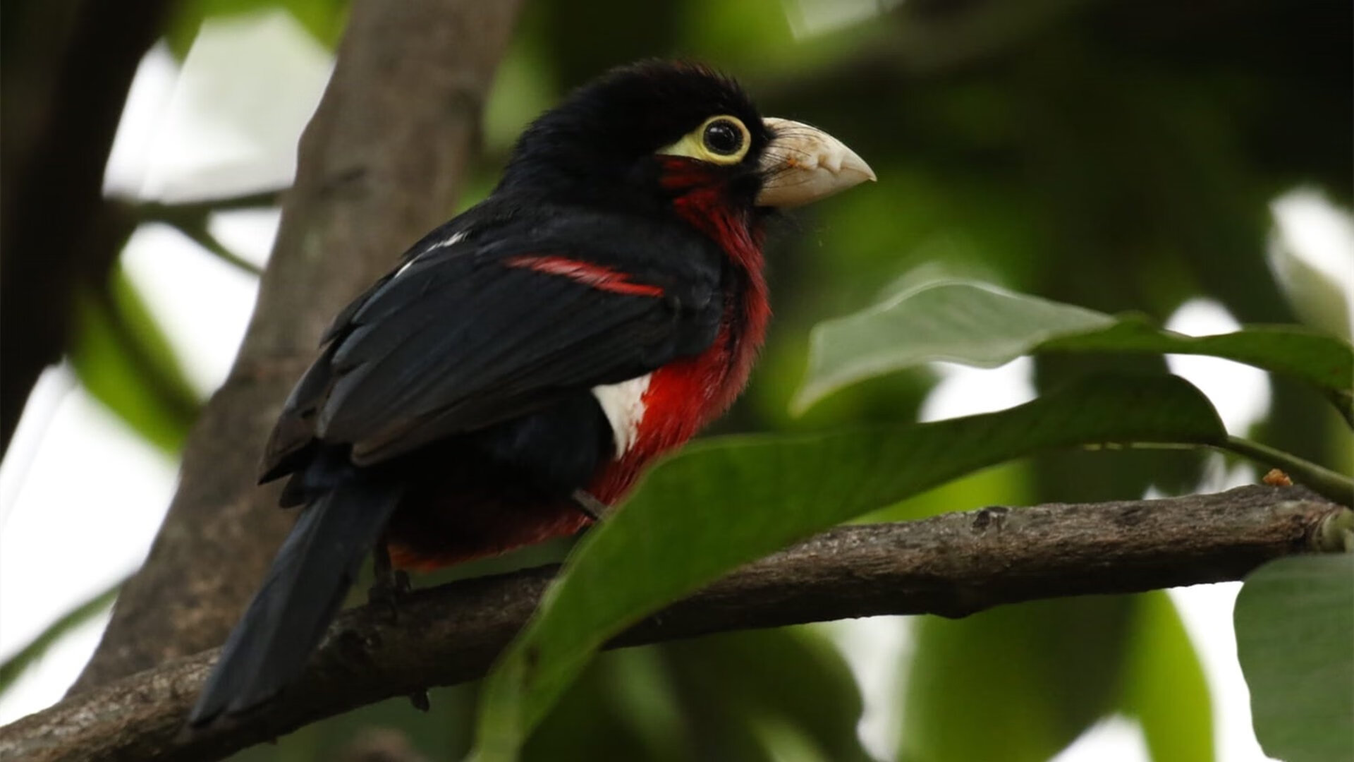 _快船队每日练兵，战术日臻完善_，快船打法