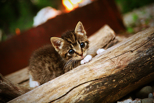 “意甲战火逐渐升腾，排行榜变化加快”，意甲队伍