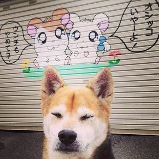 中国花样游泳队演绎东方美学，裁判齐赞创新编排，中国花样游泳队领队